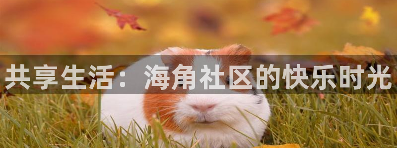 海角社区hjapp下载：共享生活：海角社区的快乐时光